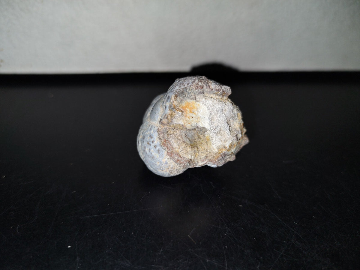 A5- Fósil De Caracol Y Especie De Huevecillos