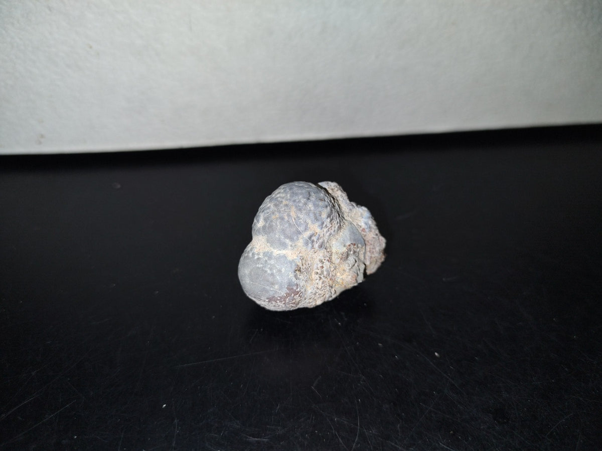 A5- Fósil De Caracol Y Especie De Huevecillos