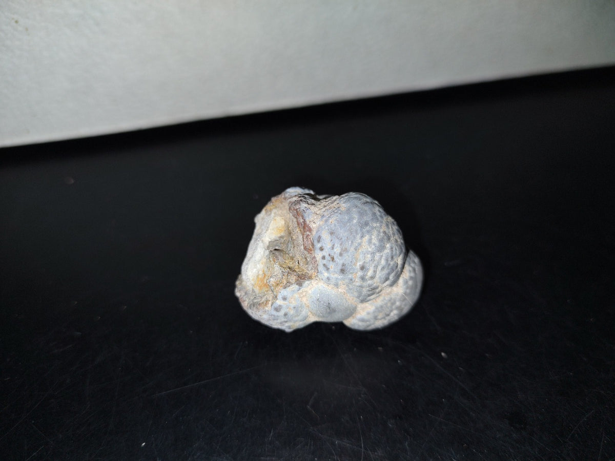 A5- Fósil De Caracol Y Especie De Huevecillos