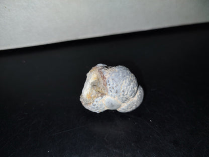 A5- Fósil De Caracol Y Especie De Huevecillos