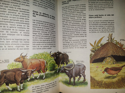 99- Biblioteca Básica Juvenil. El Libro Del Cuándo, Porqué, Dónde, Cómo - Ediciones Grijalbo, 1973