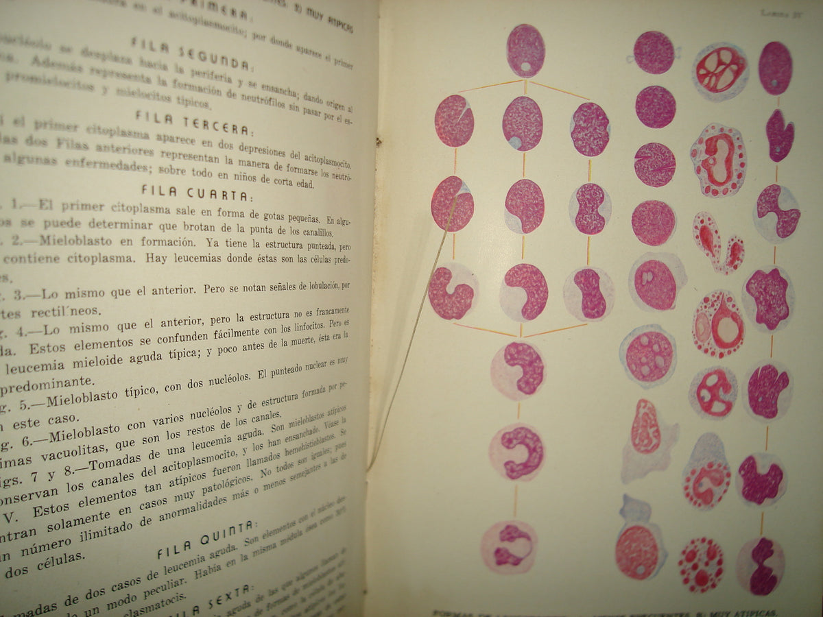 160- Hematología Clínica Basada En La Doctrina Del Acitoplasmocito Y Células Vegetativas - 1941