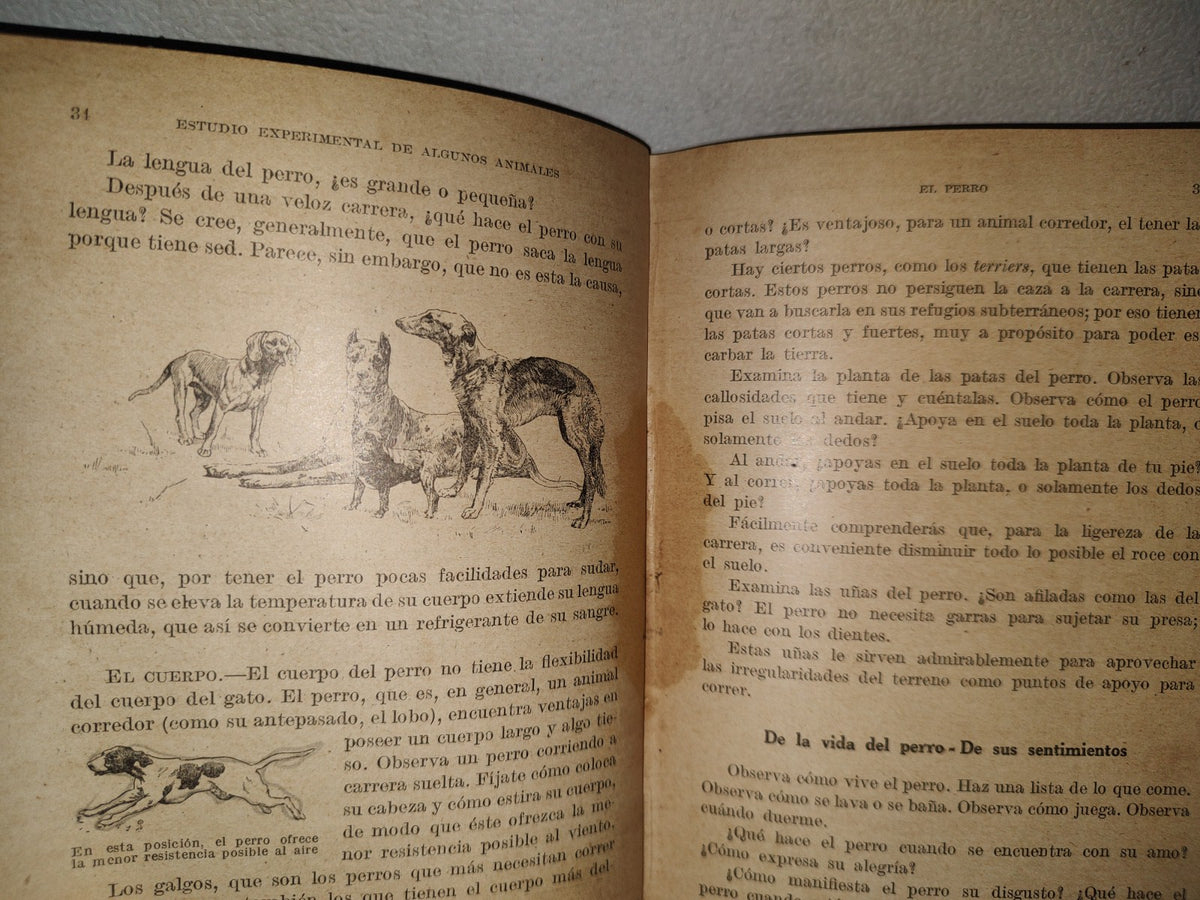 195- Estudio Experimental De Algunos De Los Animales - Juan Palau Vera - 1922