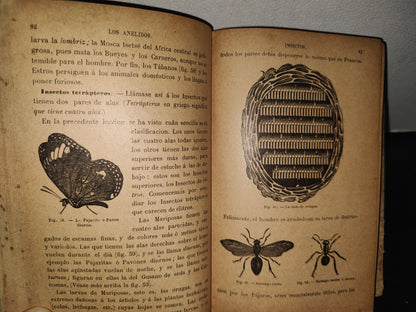 64- Los Animales. Elementos De Zoología Teórica Y Aplicada - León Gérardin - 1927