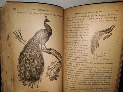 64- Los Animales. Elementos De Zoología Teórica Y Aplicada - León Gérardin - 1927