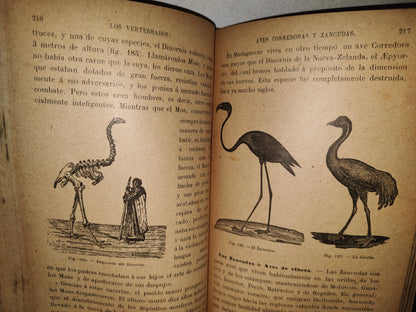 64- Los Animales. Elementos De Zoología Teórica Y Aplicada - León Gérardin - 1927