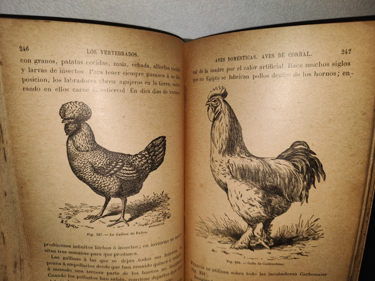 64- Los Animales. Elementos De Zoología Teórica Y Aplicada - León Gérardin - 1927