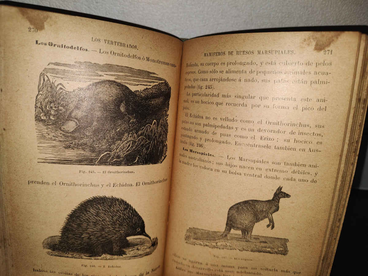 64- Los Animales. Elementos De Zoología Teórica Y Aplicada - León Gérardin - 1927