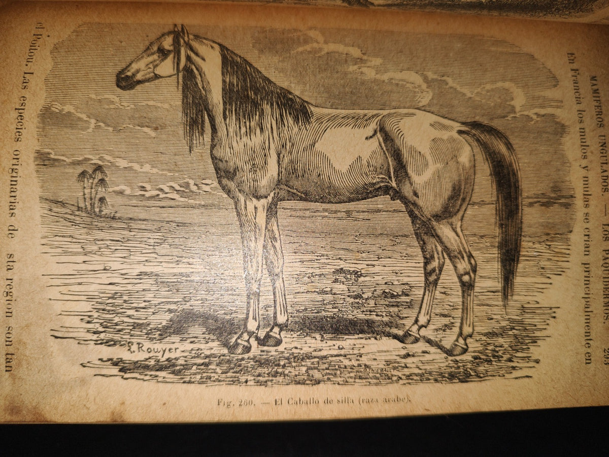 64- Los Animales. Elementos De Zoología Teórica Y Aplicada - León Gérardin - 1927
