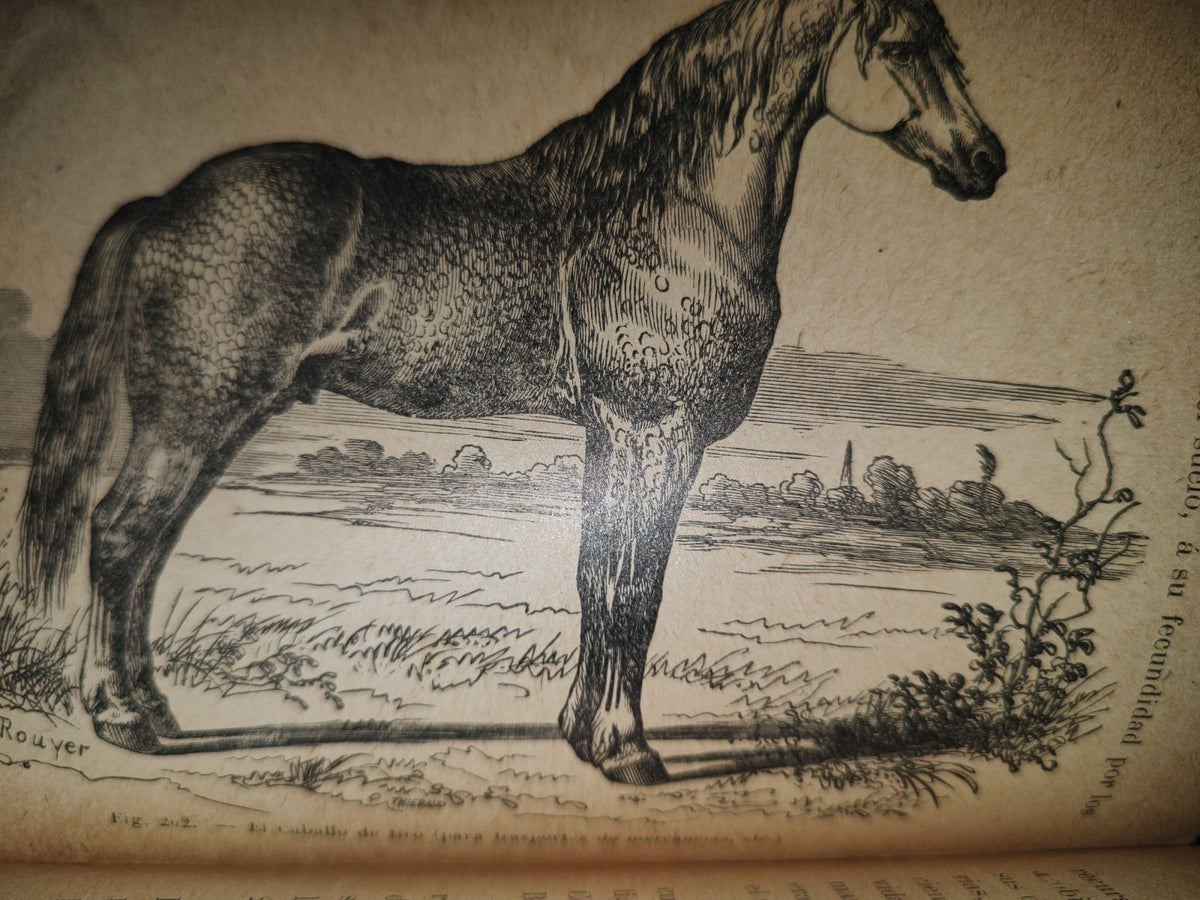 64- Los Animales. Elementos De Zoología Teórica Y Aplicada - León Gérardin - 1927