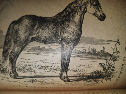 64- Los Animales. Elementos De Zoología Teórica Y Aplicada - León Gérardin - 1927