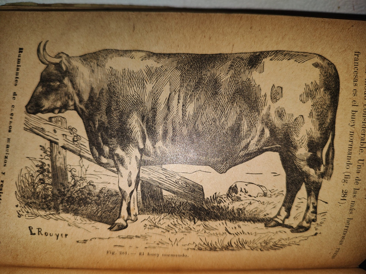 64- Los Animales. Elementos De Zoología Teórica Y Aplicada - León Gérardin - 1927