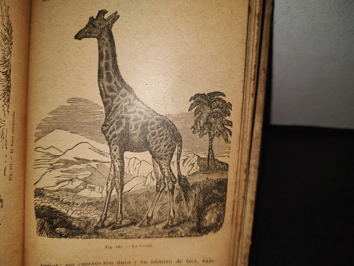 64- Los Animales. Elementos De Zoología Teórica Y Aplicada - León Gérardin - 1927
