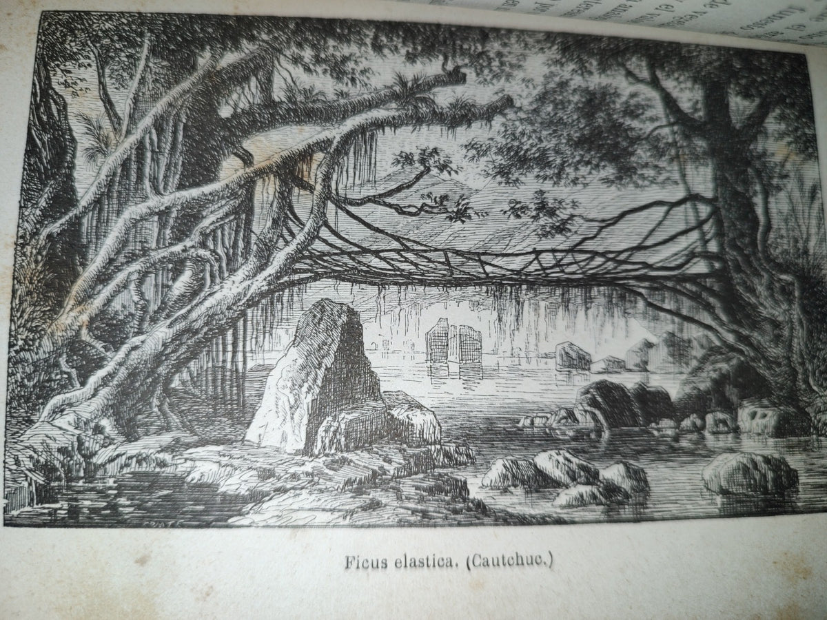 65- Las Maravillas De La Vegetación - F. Marion - 1873