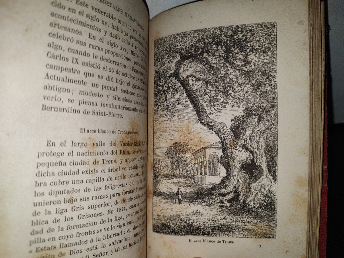 65- Las Maravillas De La Vegetación - F. Marion - 1873