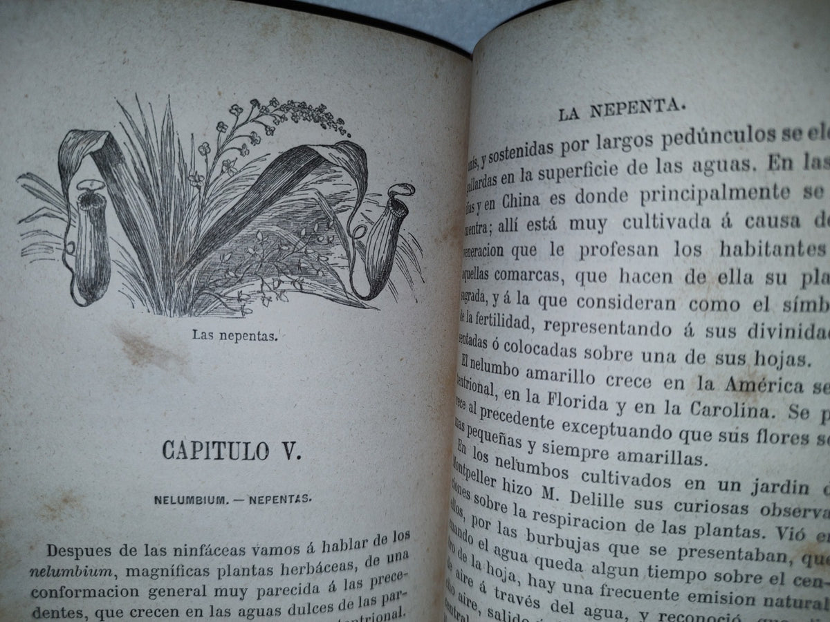 65- Las Maravillas De La Vegetación - F. Marion - 1873