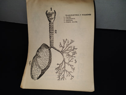 139- Antiguo Libro De Primaria. Colección De Ciencias Naturales, 3Er. Año - 50'S - 60'S