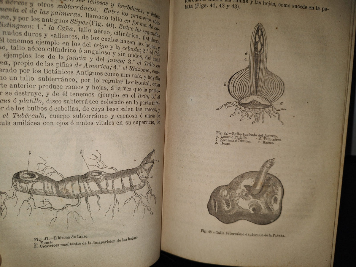 63- Manual De Historia Natural - Manuel María José De Galdo. Madrid: Librería De D. G. Hernando 1880