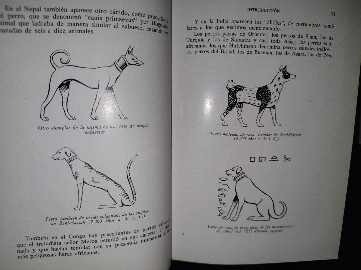 66- Perros De Caza - Fernando Huerta Ramírez - Editorial Hispanoeuropea 1968