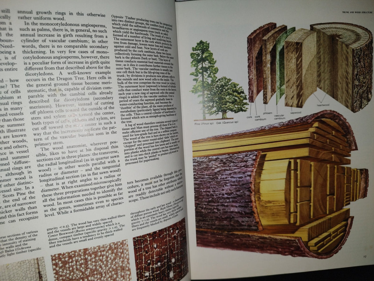 23- Árboles Del Mundo / The Oxford Encyclopedia Of Trees Of The World - 1981