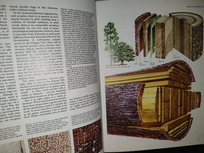 23- Árboles Del Mundo / The Oxford Encyclopedia Of Trees Of The World - 1981