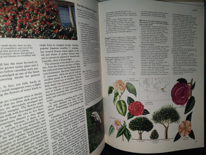 23- Árboles Del Mundo / The Oxford Encyclopedia Of Trees Of The World - 1981