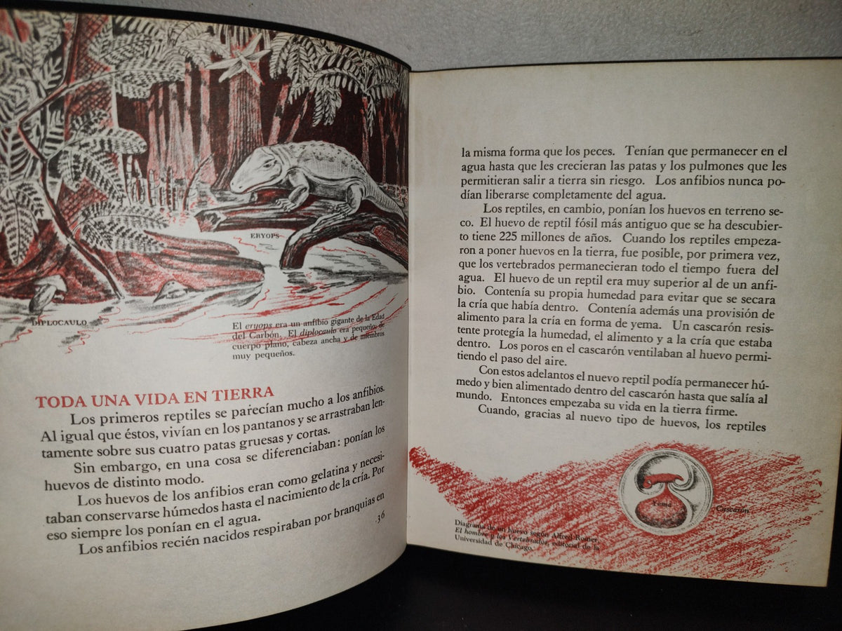 145- Mis Primeros Conocimientos. Animales Prehstóricos, Mamíferos... - Editorial Cumbre 1981